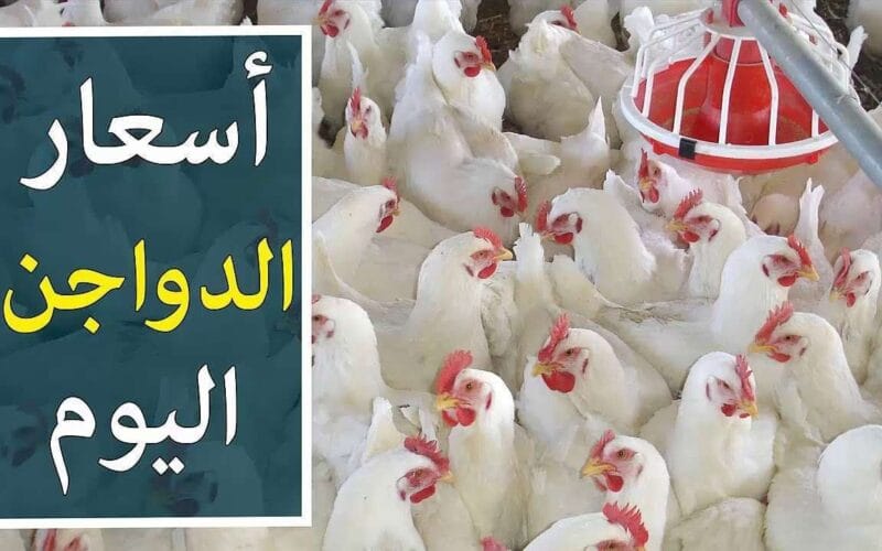 الفراخ البيضة بكام.. بورصة الدواجن اليوم الفراخ البيضاء الثلاثاء 17 سبتمبر ٢٠٢٤ في جميع الأسواق المحلية والمنافذ التجارية