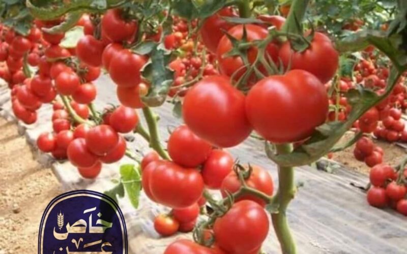 فرص تصديرية أمام الطماطم المصرية المحفوظة في أسواق ليبيا والعراق